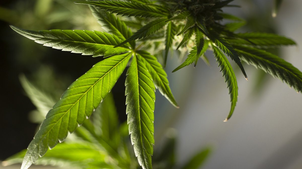 Referencial. El Congreso ya había aprobado la marihuana medicinal en 2017, aunque el reglamento sanitario sigue pendiente.