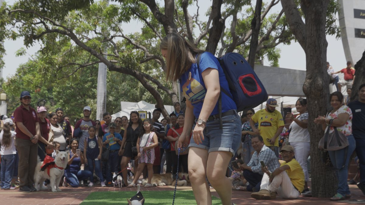 Una persona pasea con su mascota en el Malecón 2000.