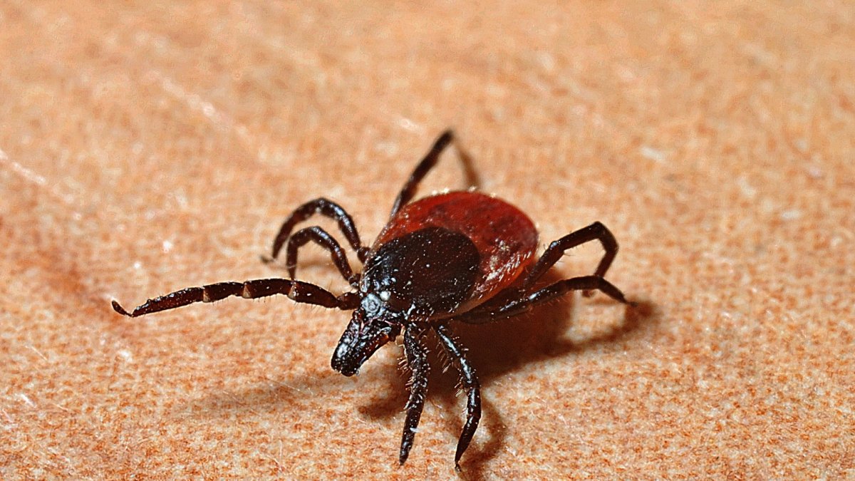 Una garrapata marrón común.