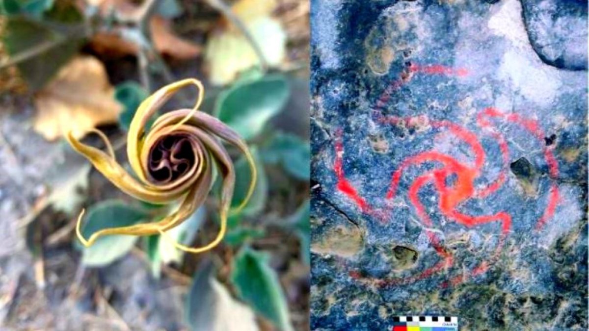Una flor de datura wrighti y su representación en una pintura rupestre.