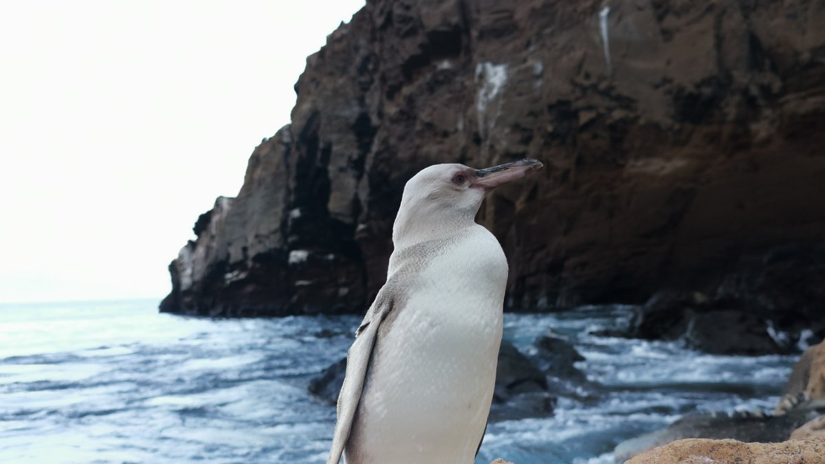 El guía naturalista Jimmy Patiño tomó una foto del pingüino blanco.