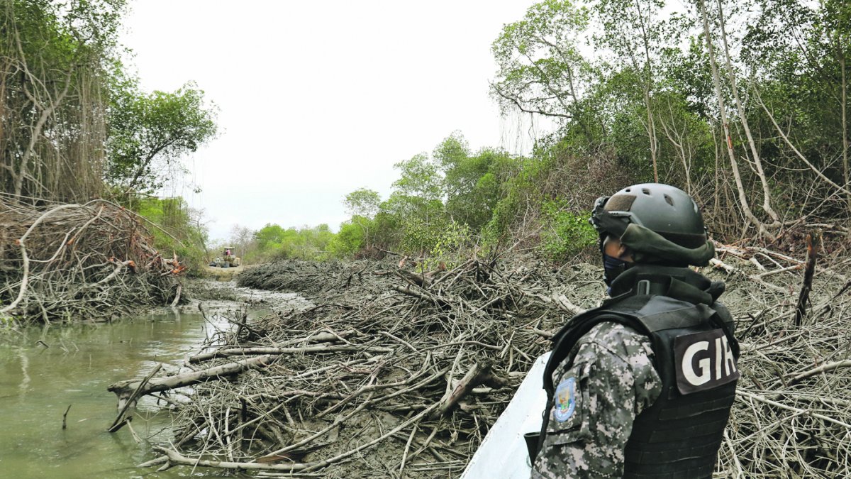 Hecho. Un agente del GIR observa una tala de manglar en el golfo.