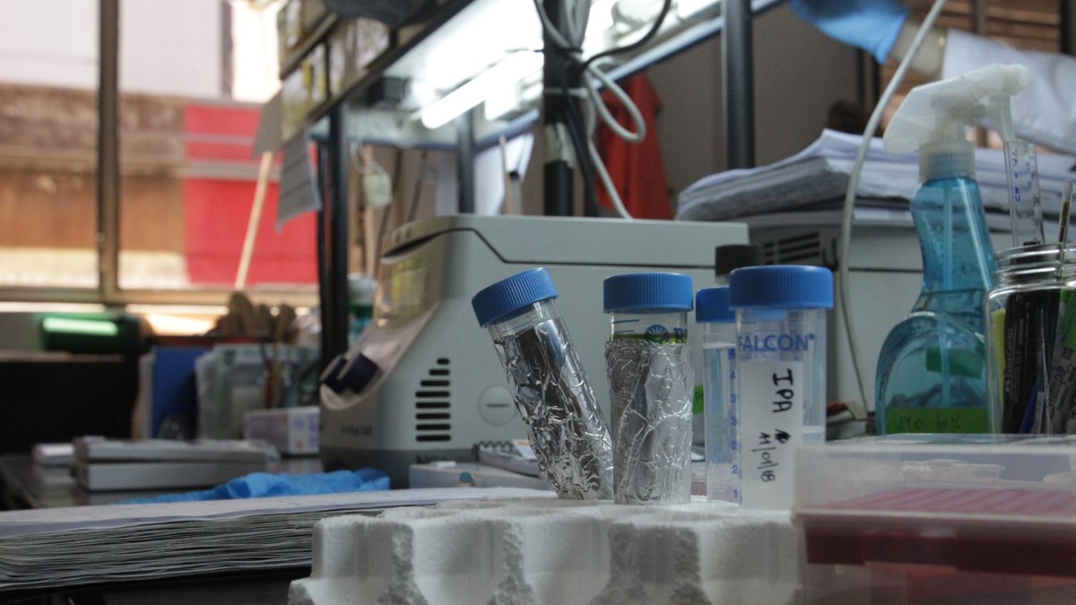 Científicos  afirman que han conseguido generar anticuerpos que reconocen células tumorales humanas.