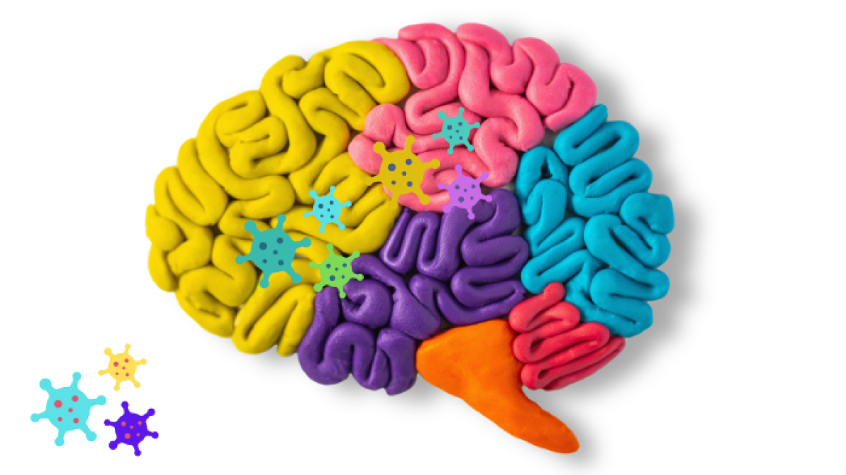 Las autopsias encontraron ARN del SARS-CoV-2 y de varias proteínas en el cerebro y la nasofaringe, y partículas de virus intactas en la nasofaringe.