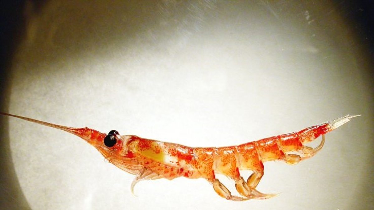 La muda de krill exporta más carbono al fondo marino de lo que los científicos pensaban.