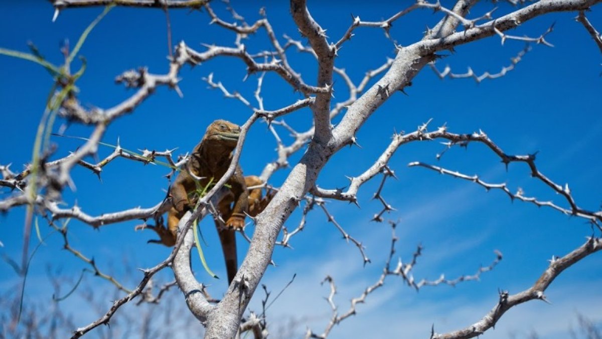 Estos reptiles contribuyen a la restauración ecologica de otras dos islas de Galápagos.