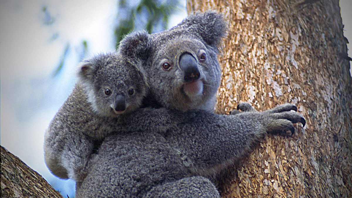 Los fuegos provocaron muertes, lesiones, traumas, inhalación de humo, estrés por calor, deshidratación.