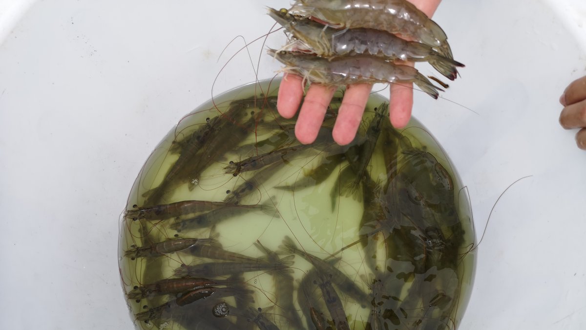 El camarón de Ecuador se vende más en China.