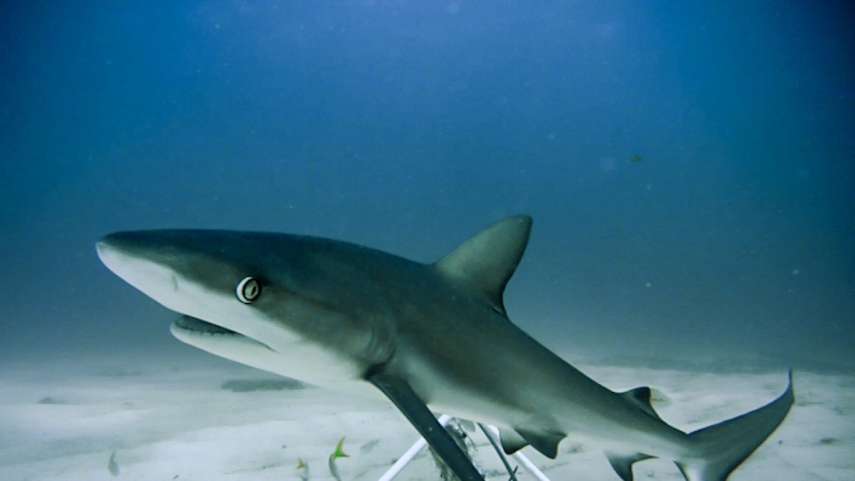 Un tiburón de arrecife en el Caribe