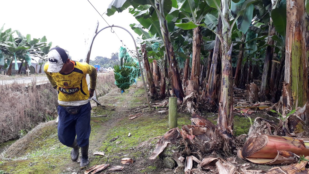 A lo largo de esta semana se llegó a pagar hasta 7,50 dólares por la caja de banano en el país.