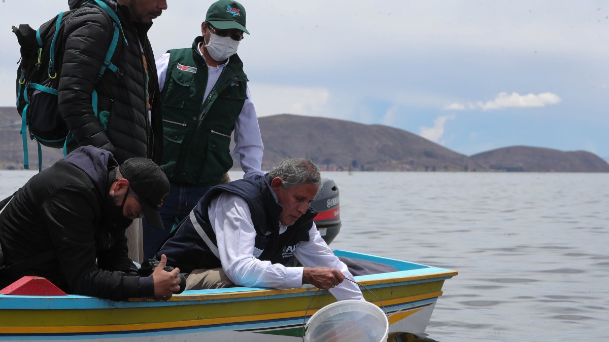 La liberación o siembra de crías de peces pasa por un proceso de captura de ejemplares adultos, desove, paso de los huevos por incubadoras hasta que los animales tengan la talla necesaria para que se los regrese al lago.