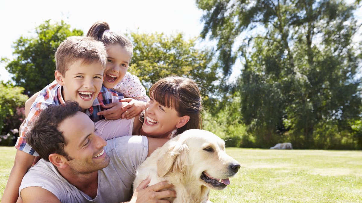 La interacción con perros y gatos también fomenta la disminución de la tensión, fatiga y ansiedad.