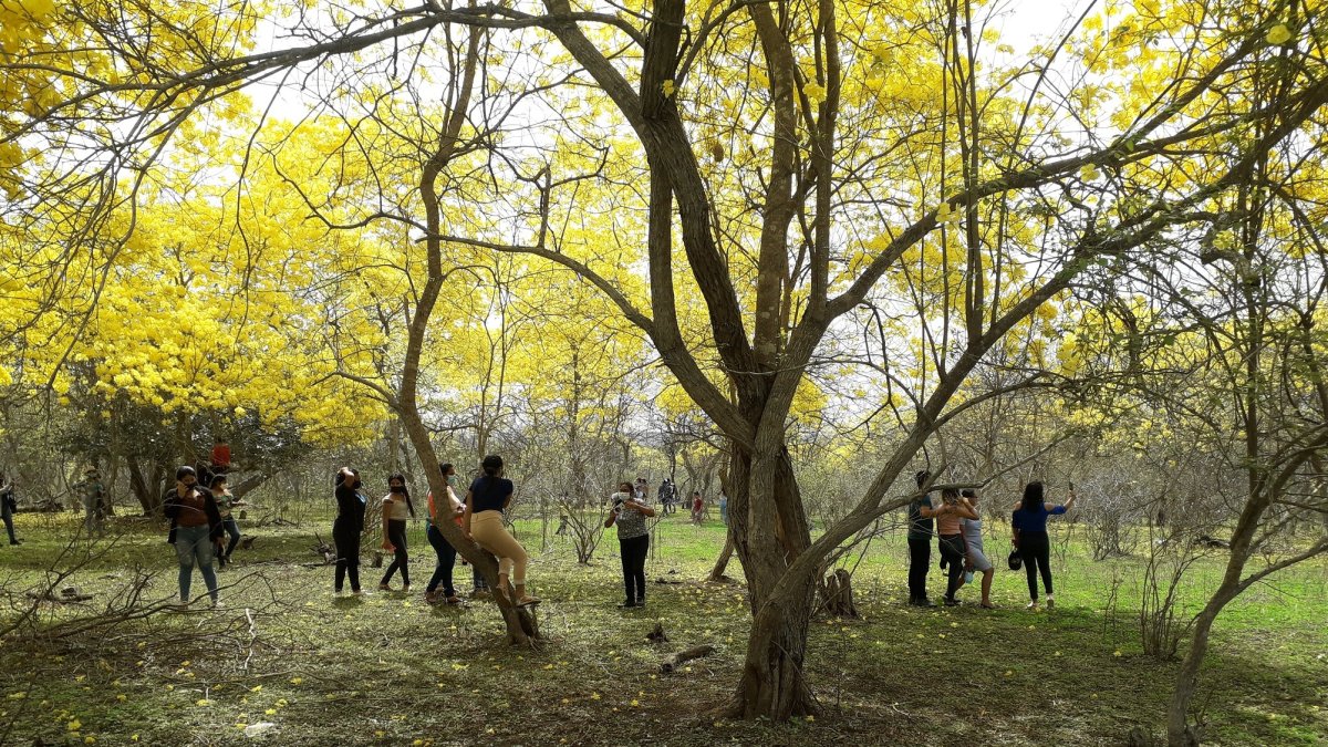 70

años

Hecho. Setenta años en promedio tiene cada uno de los guayacanes que se encuentran en Los Lojas.