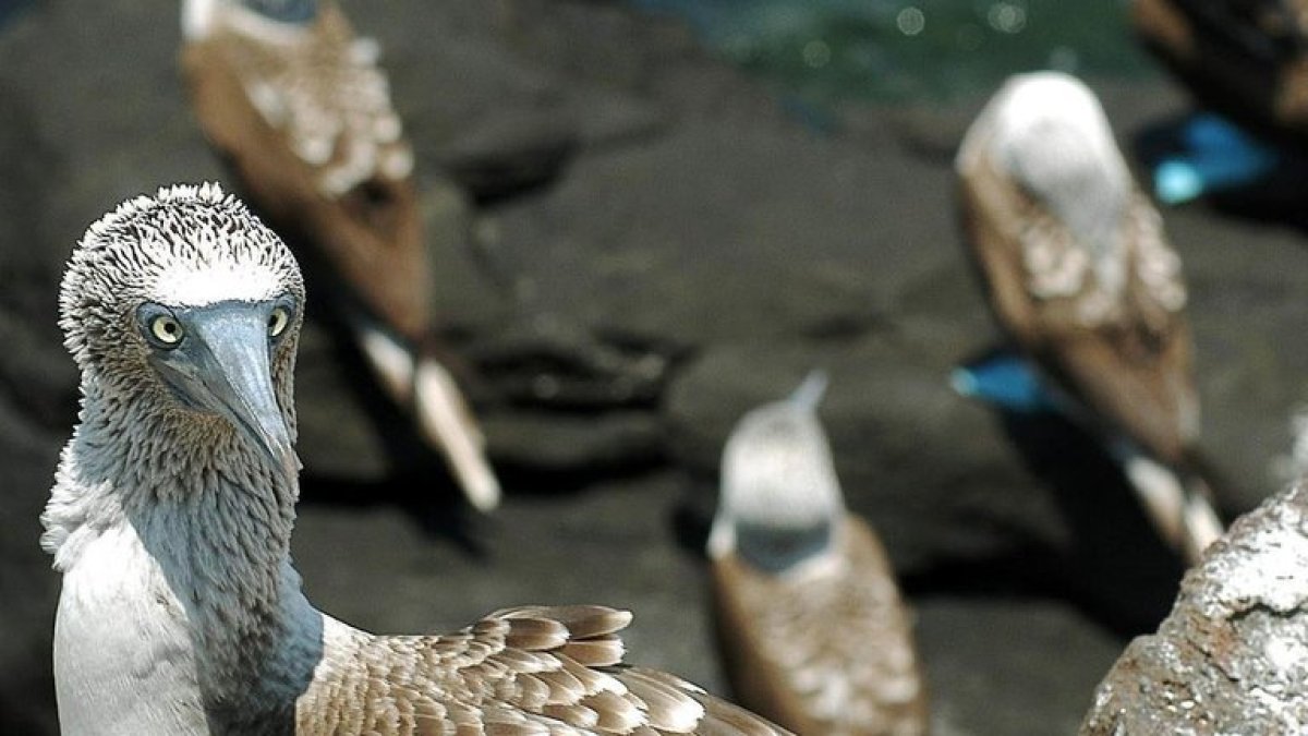 Un grupo de aves conocidas como 