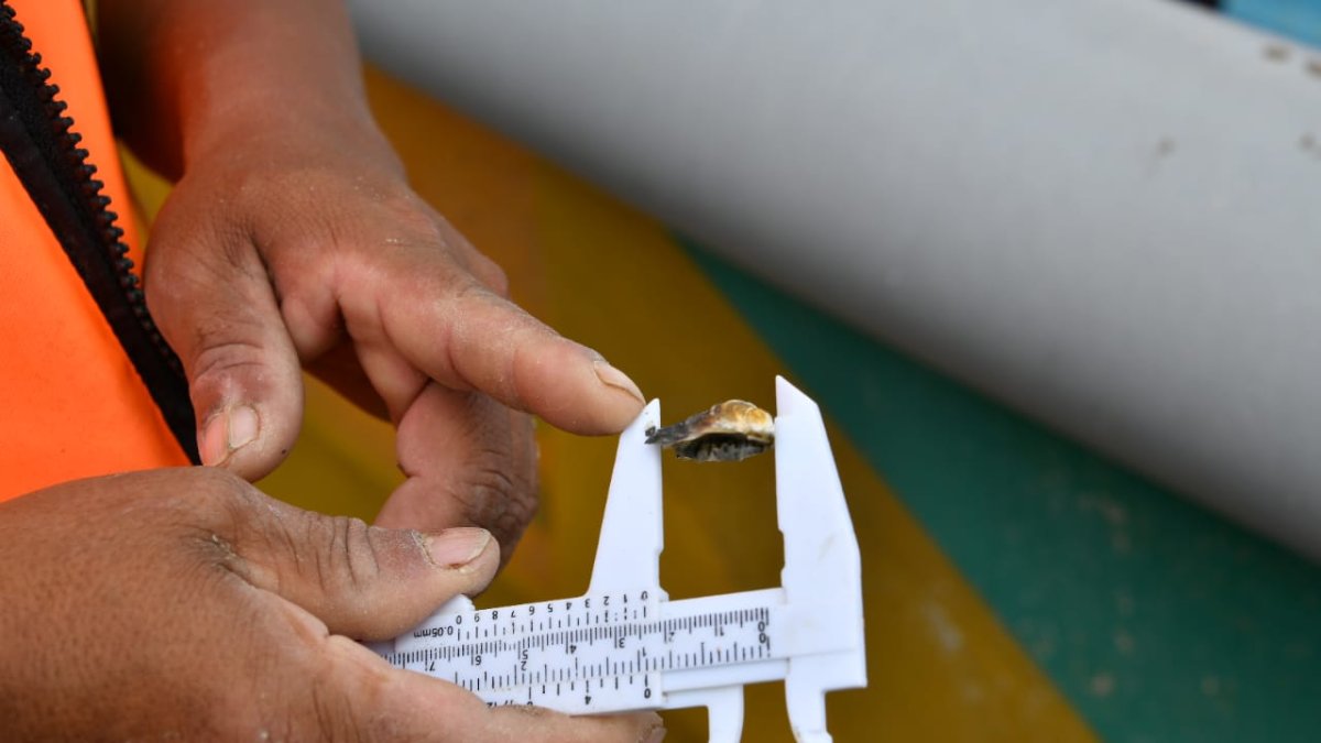 Las semillas de ostras miden un centimetro