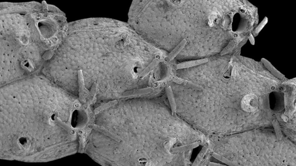 Un briozoo llamado Microporella funbio fue descubierto en un volcán de lodo submarino frente a la costa española.