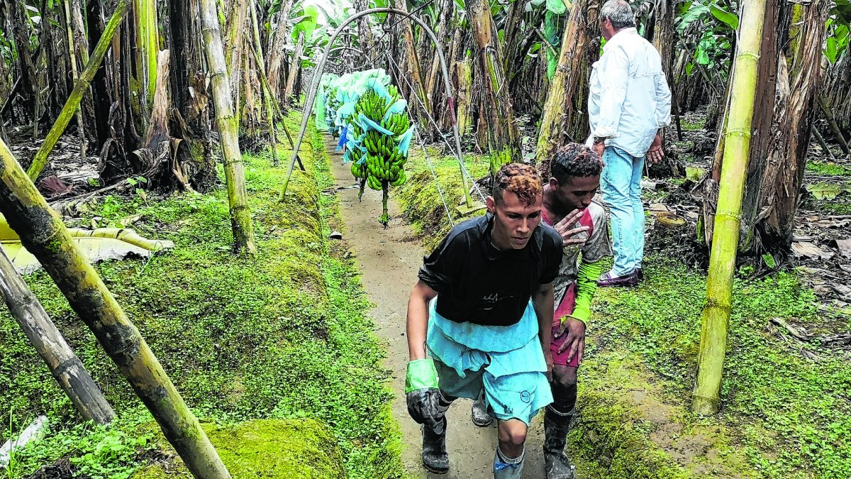 Una mayor demanda y oferta de fruta ha permitido que el sector vea crecer hasta en un 7,7% sus ingresos. El 26 % del producto exportable fue al mercado europeo.