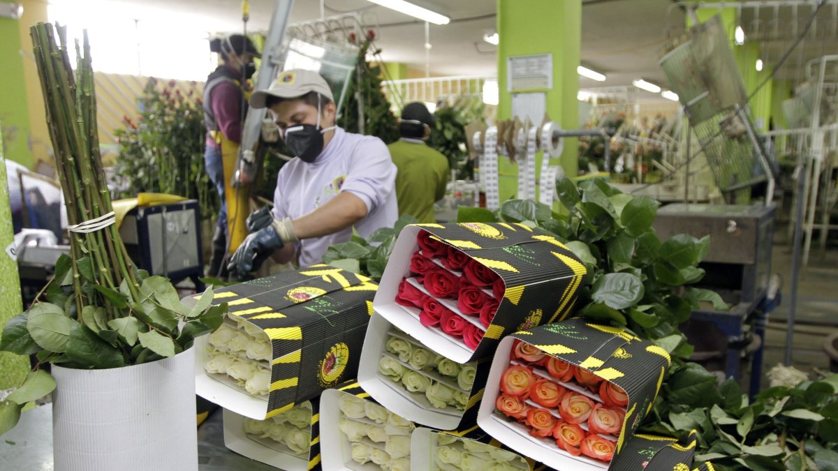Desde noviembre, las rosas ingresaron al sistema del SGP. Antes debían pagar un 6,8% de arancel