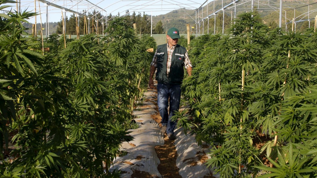 En el país, unas 800 empresas se dedican al negocio del cáñamo.