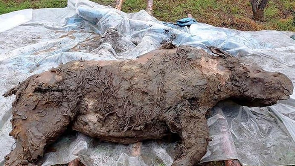 Aspecto del joven rinoceronte lanudo descubierto congelado en el permafrost de Yakutia.