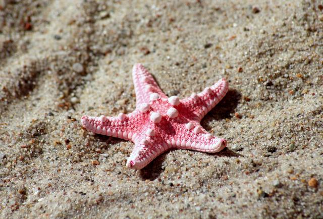 En búsqueda de la extraña enfermedad que amenaza a las estrellas de mar  girasol, América Futura