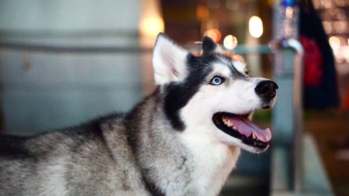 Como los lobos pueden sobrevivir con una dieta basada exclusivamente en proteínas durante meses, los humanos pudieron haber alimentado con exceso de carne magra a los lobos domésticos.