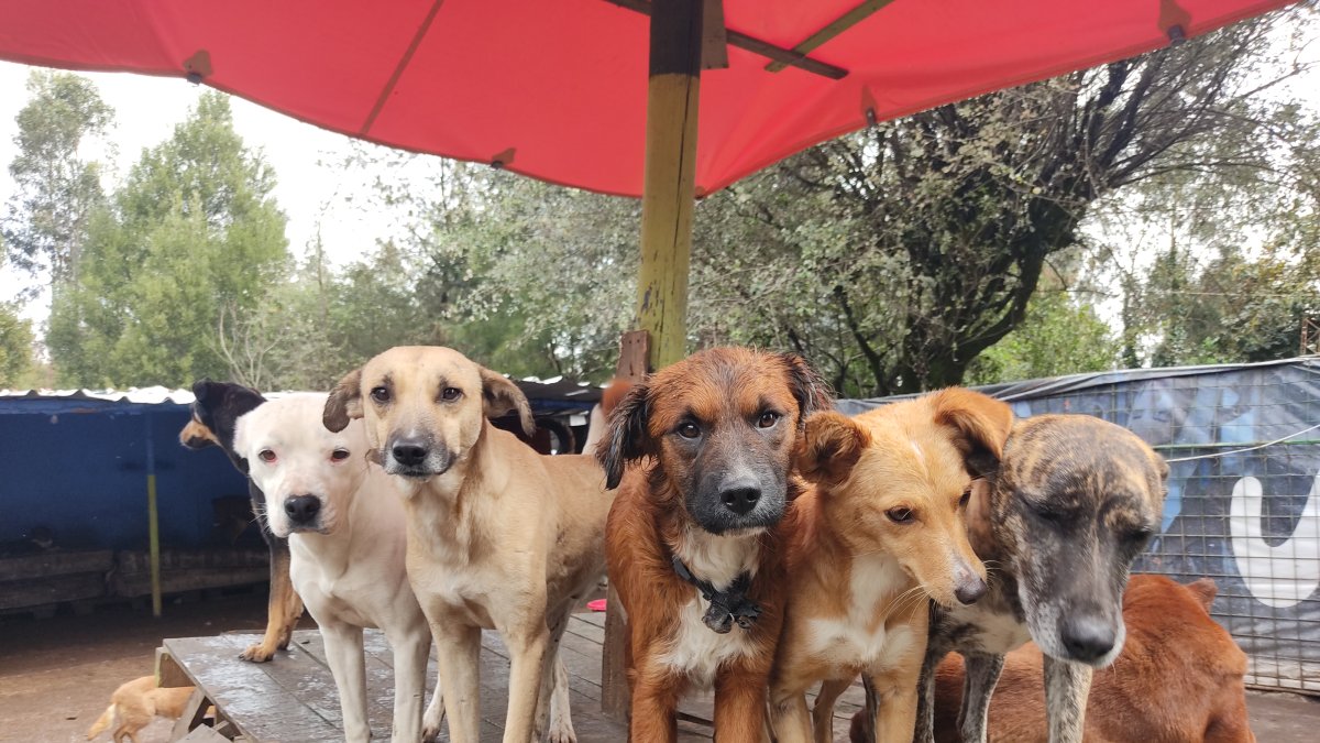 La fundación busca un nuevo espacio para poder trasladar a sus rescatados.