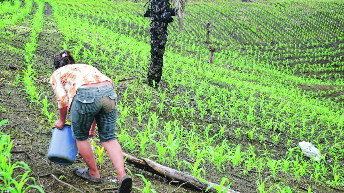 La producción de maíz duro se concentra en la provincia de Los Ríos, seguida por Manabí y Guayas.