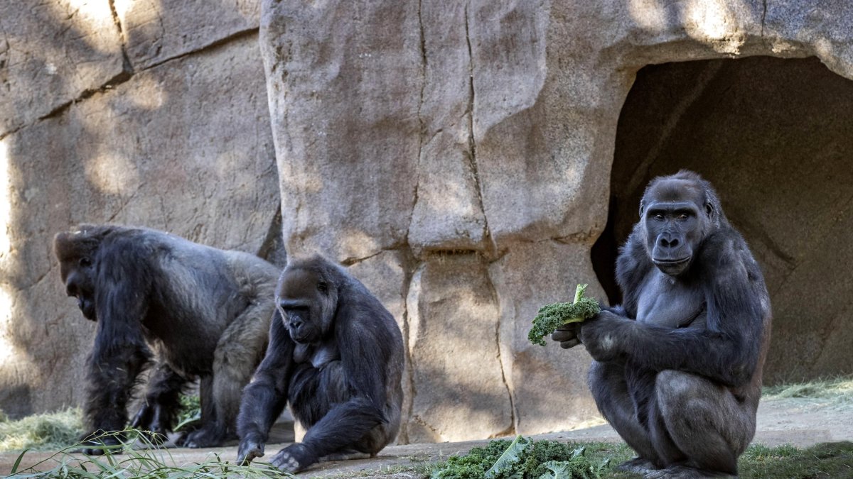 De acuerdo con el zoológico, este es el primer caso conocido de transmisión natural del coronavirus a grandes simios y se desconoce si tendrán alguna reacción grave.