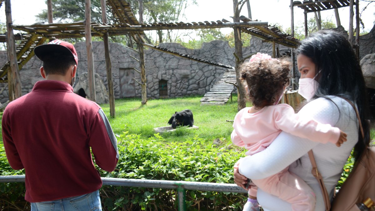 Dos osos andinos de avanzada edad son parte de la campaña de apadrinamiento. Necesitan medicinas y alimentos.