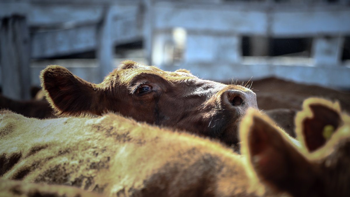 Una lagrima cae del ojo de una vaca que espera ser vendida para luego ser faenada, el 12 de enero de 2021, en el Mercado de Hacienda de Liniers, en la Ciudad de Buenos Aires (Argentina).
