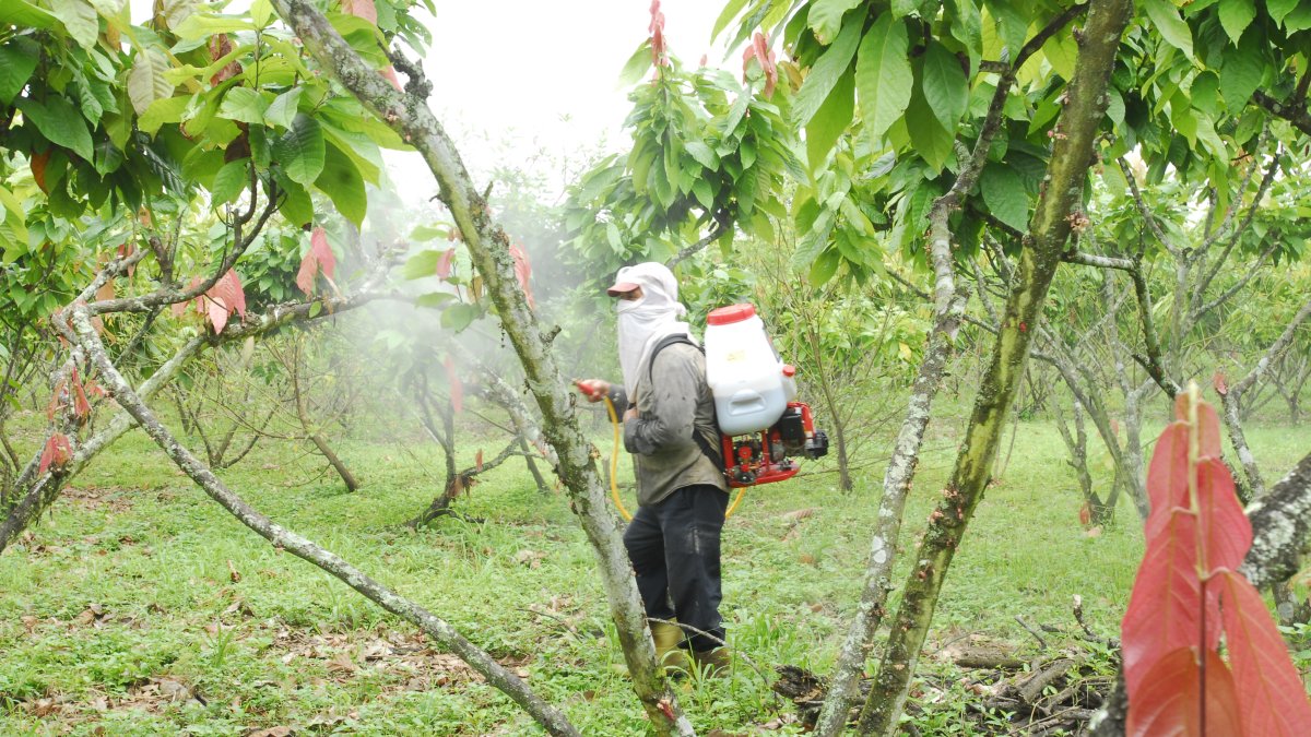Ecuador, donde nació la primera planta de cacao, es el primer productor de la variedad fino de aroma del mundo.