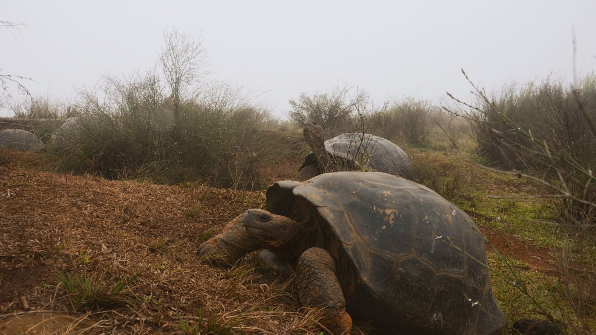 Dos tortugas Chelonoidis vandenburghi en la zona del volcán Alcedo, en las islas Galápagos.