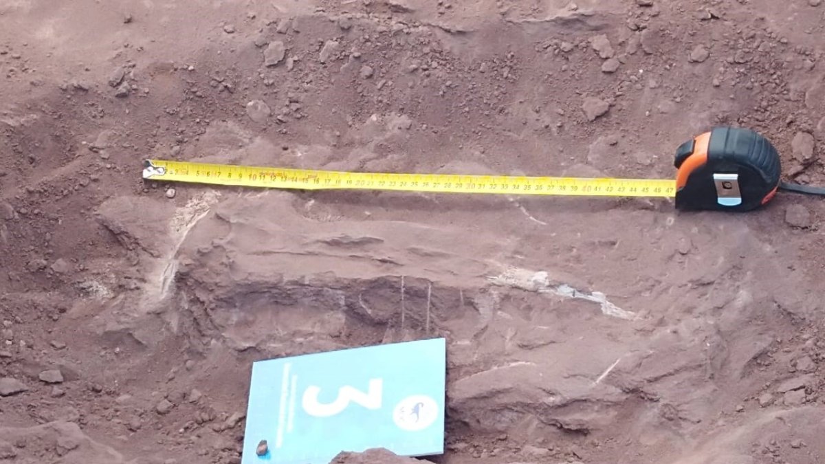 Restos del titanosaurio, encontrado por trabajadores de Pampa Energía.