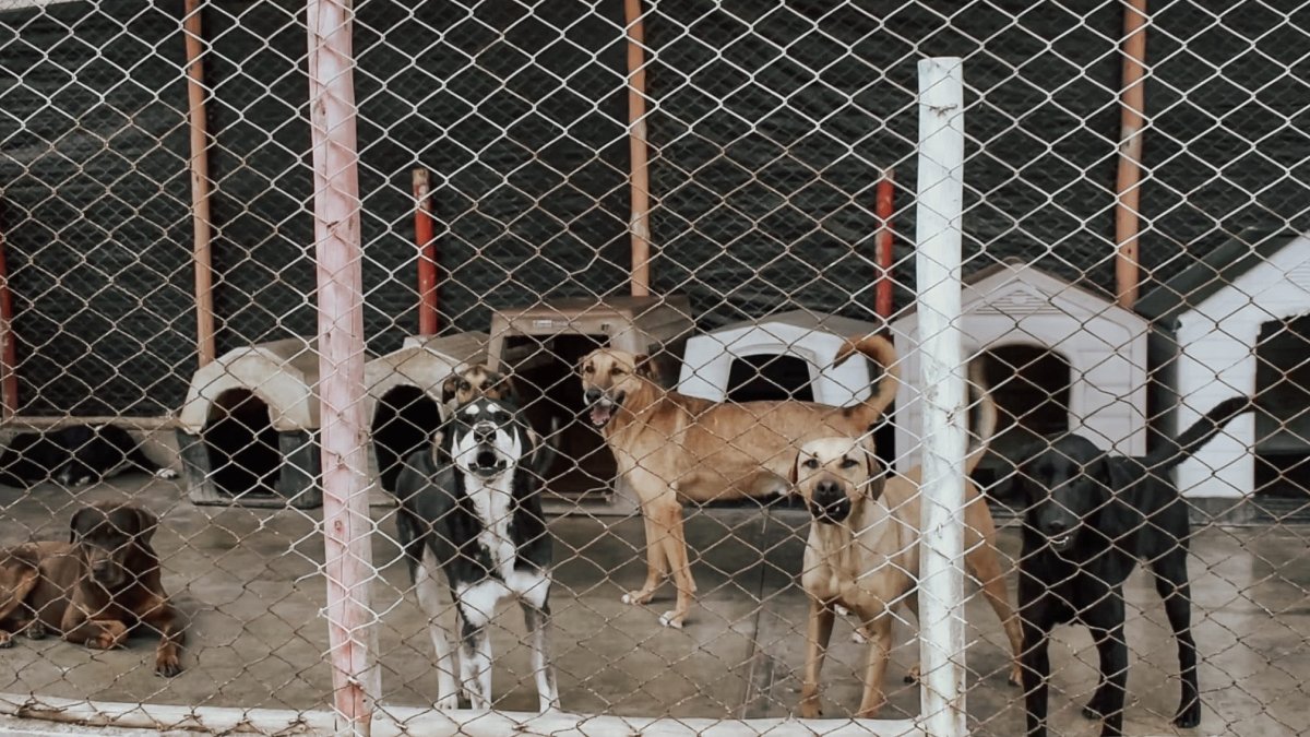 La nueva ordenanza buscará clasificar los refugios y albergues.