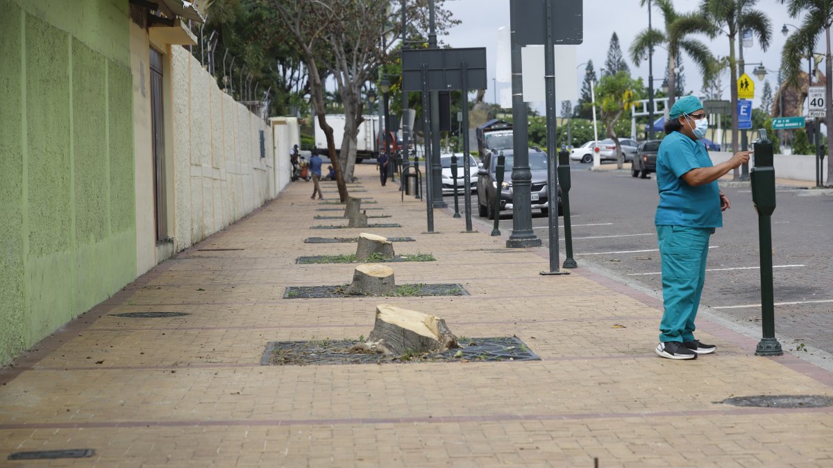 Ambiente. Este es el estado en el que quedaron los árboles ubicados al ingreso de Puerto Santa.