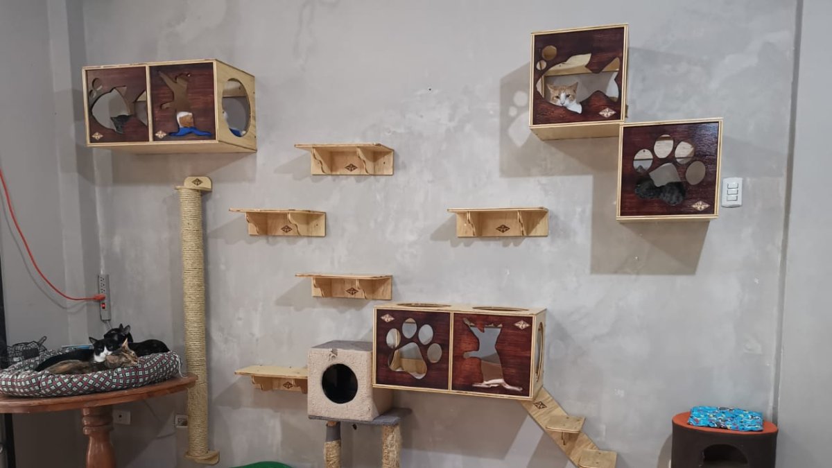 La fundación Yo Amo Animales cuenta con gimnasio para gatos desde noviembre pasado.