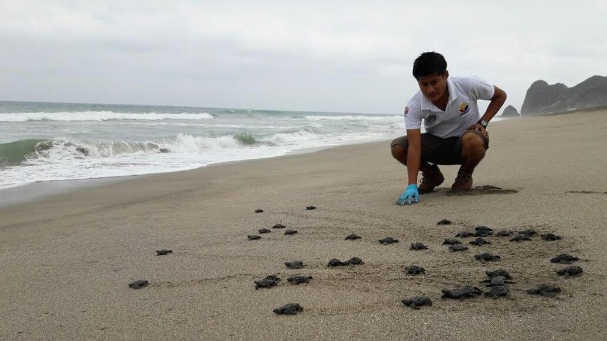 Fotografía del Ministerio del Ambiente de Ecuador de uno de los nidos de tortuga golfina en la playa Las Palmas