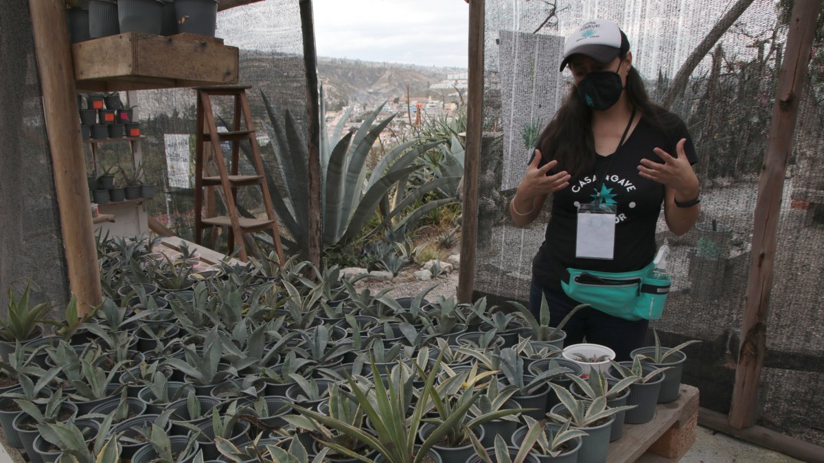 Conocida como la planta milenaria, el agave puede vivir hasta veinticinco años y llega a medir quince metros.