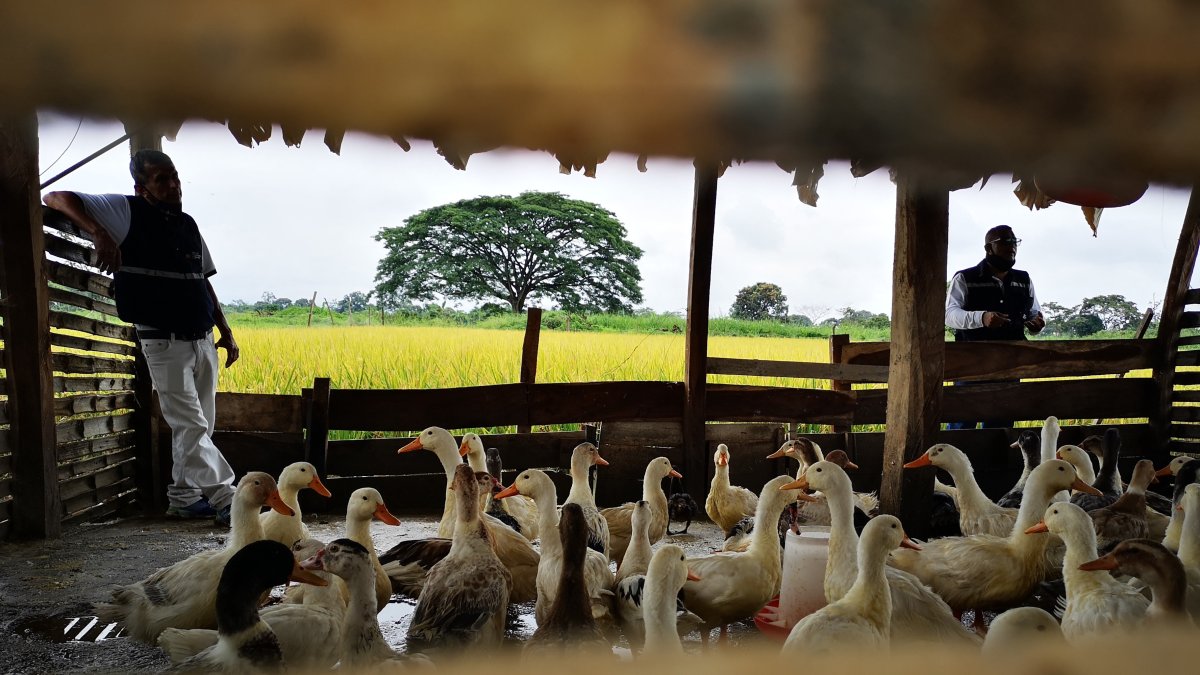 El uso de patos en la producción de arroz genera un cultivo orgánico. Las cosas buenas del actual Gobierno deben continuar, dicen.