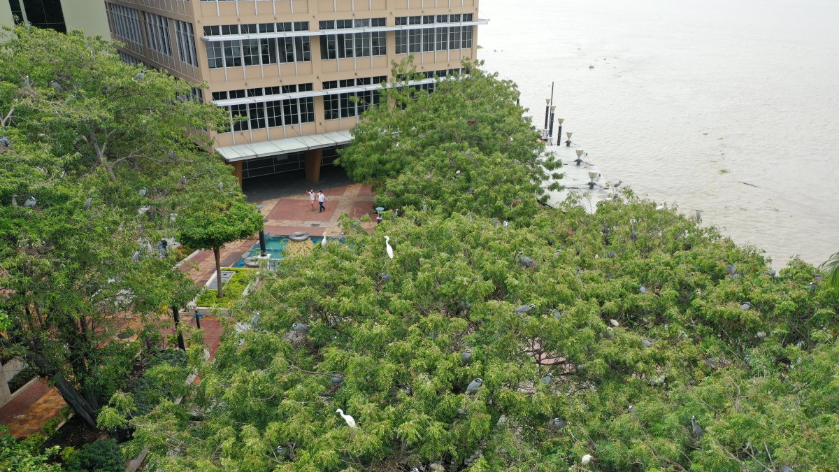 Población. Al menos cuatro especies de garzas se han apoderado de estas zonas. Los animales ya han hecho nidos.
