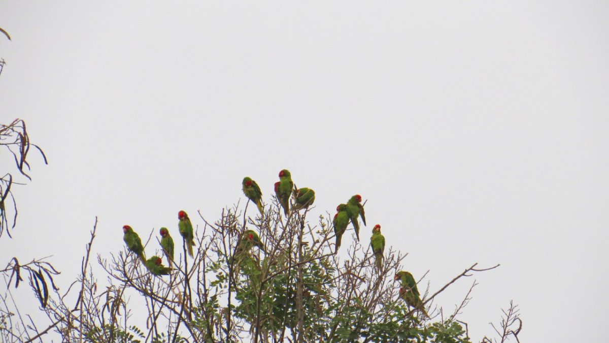 La Aratinga de Guayaquil, un ave de plumaje verde y máscara roja