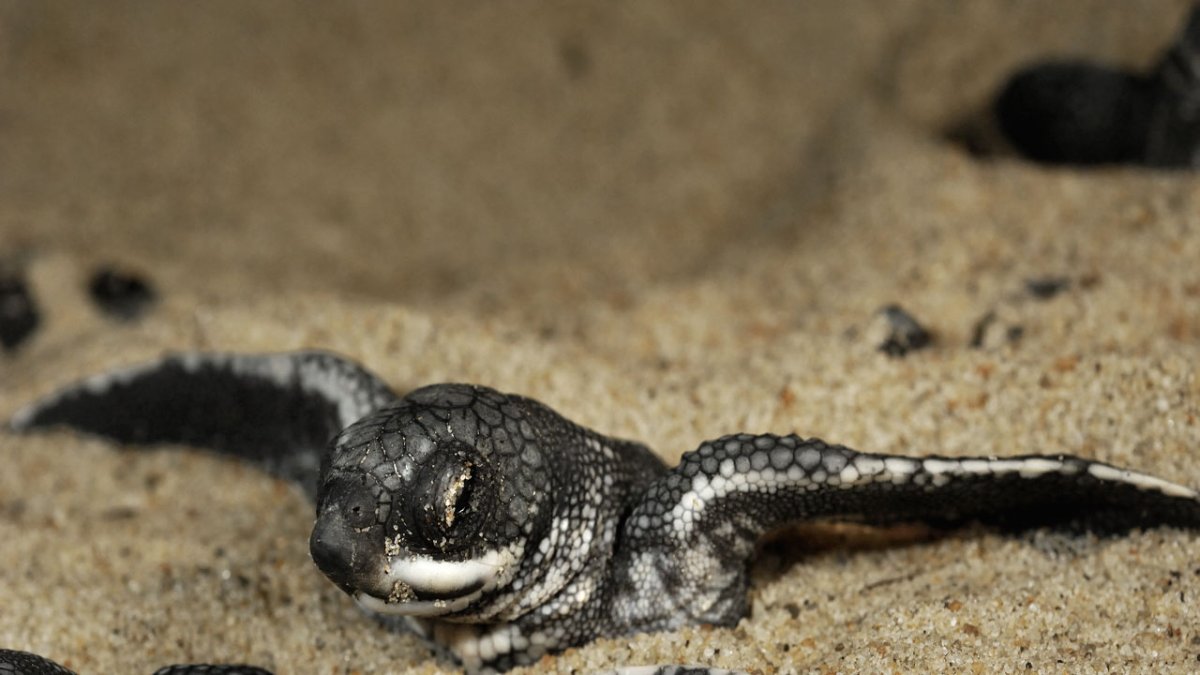 Nacen en Ecuador las primeras tortugas laúd en cuatro décadas