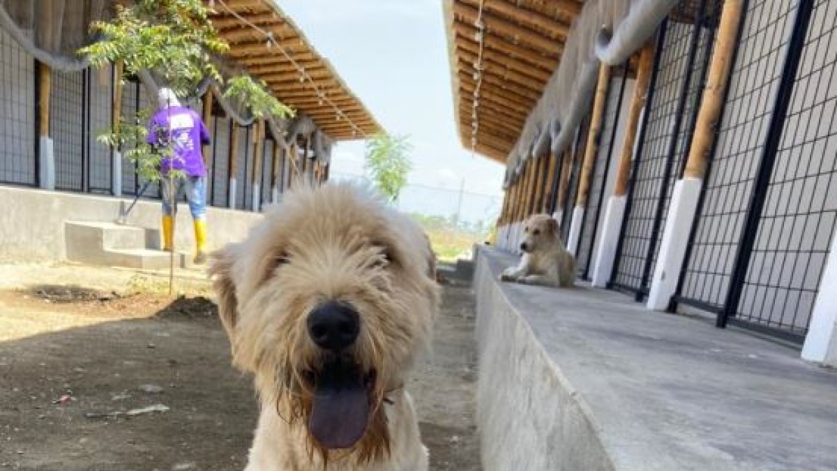 Los rescatados llegan hasta el refugio para iniciar un proceso de recuperación antes de ser puestos en adopción.