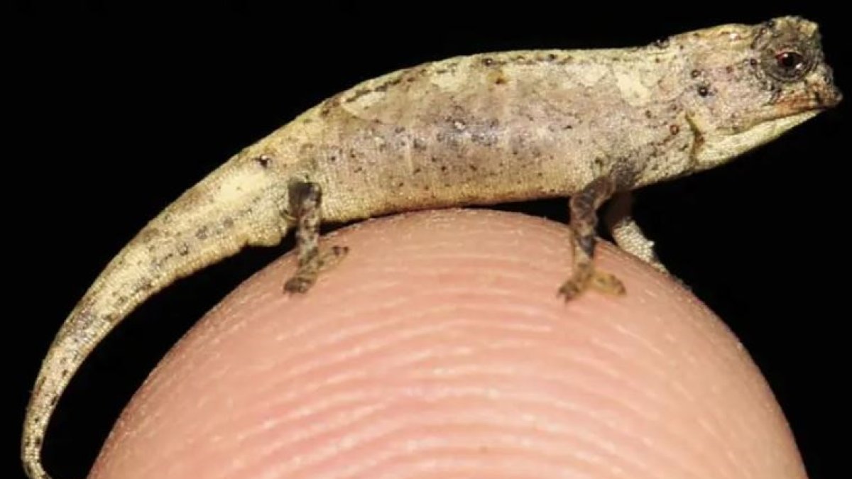 Brookesia nana.