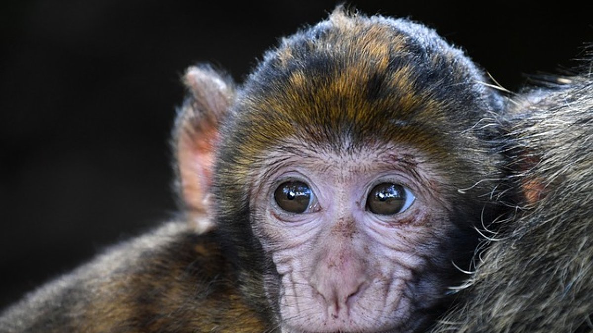 Hace unos meses, Neuralink probó con éxito en cerdos un chip que, implantado en el cráneo, permitía medir la actividad cerebral de los animales.