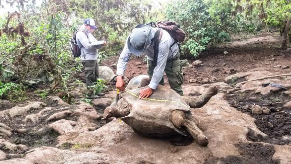 Personal técnico realizó una medición de las especies, para monitorear su desarrollo