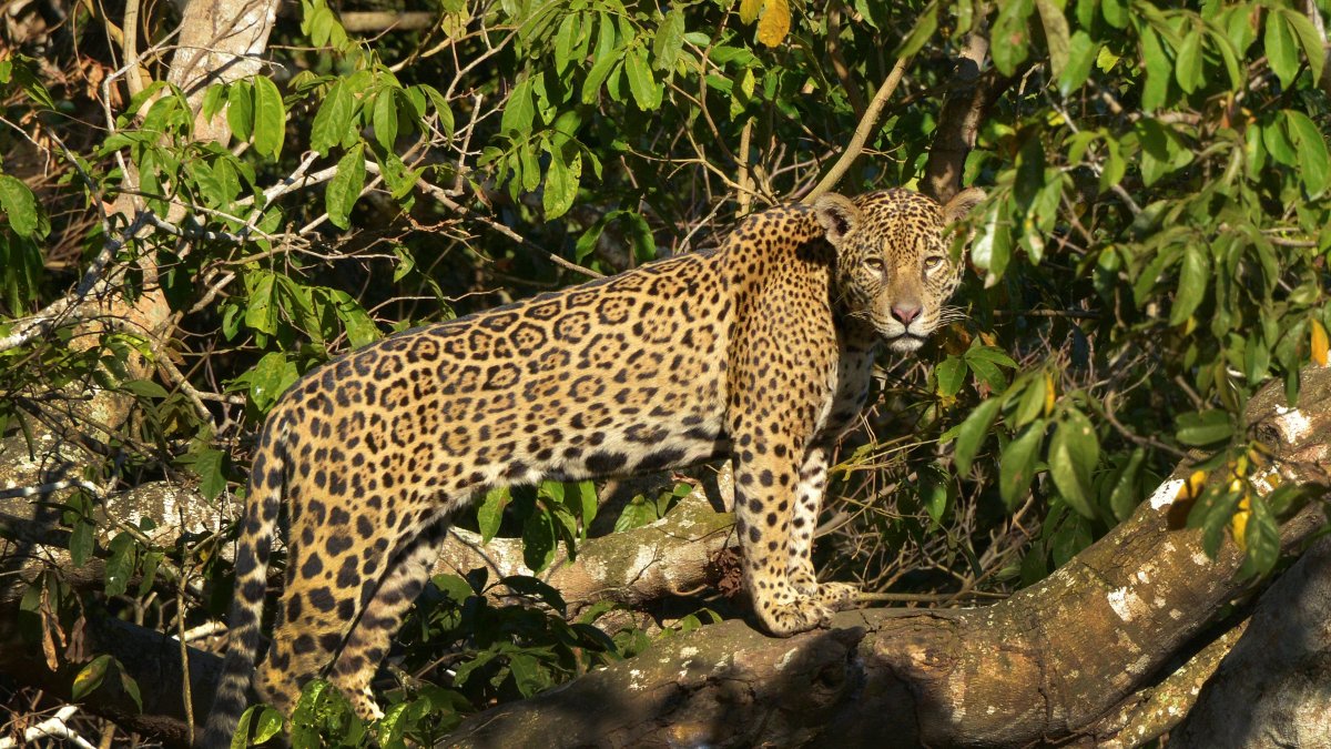 Fotografía cedida por WWF que muestra un jaguar (Panthera onca) en la región de Pantanal (Brasil).