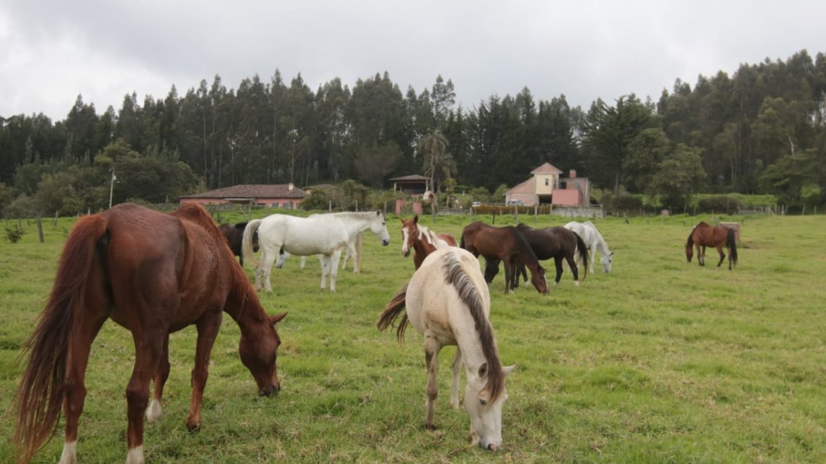 Alimentación. Los caballos de la hacienda Anchamaza no comen balanceado, solo comen pasto.