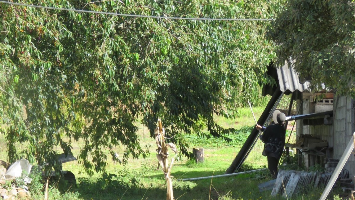 Cosecha. Los habitantes utilizan palos, para bajar los frutos de los árboles.